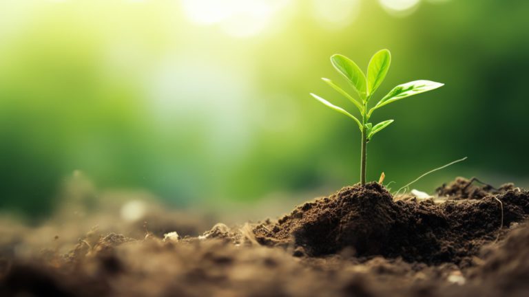 The Young Plant Is Growing From The Seed Blur Background
